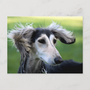 Postal Perro de viento