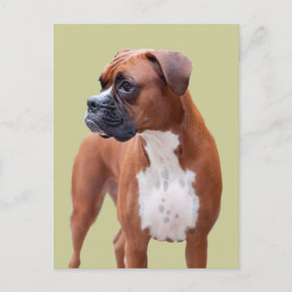 Postal Perro del boxeador