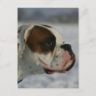 Postal Perro del boxeador en la nieve