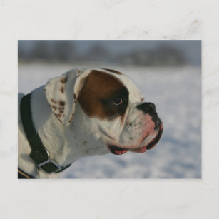 Postal Perro del boxeador en la nieve