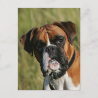 Perro del boxeador que mira fijamente la cámara