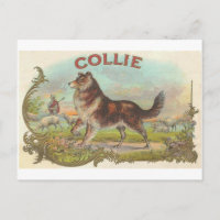 Perro del collie del vintage