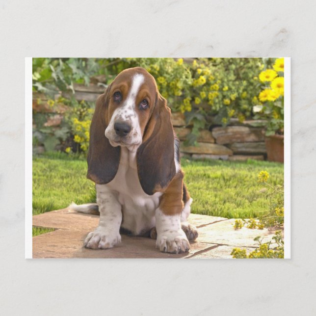 Postal Perro del Hound Basset (Anverso)