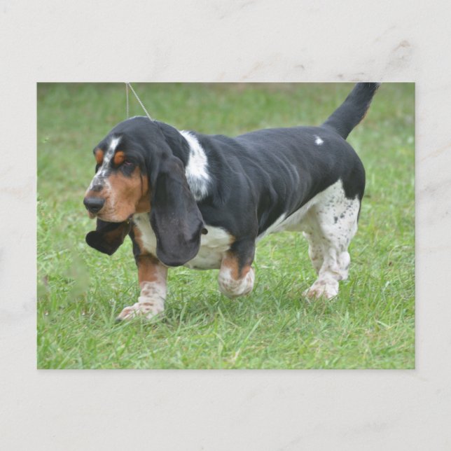 Postal Perro del montón oscuro de basset (Anverso)