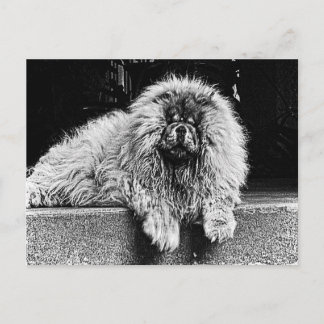 Postal Perro del perro chino de perro chino en el