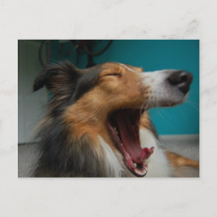 Postal Perro del rugido