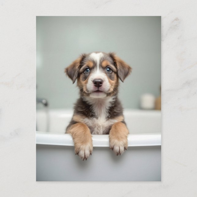 Postal Perro divertido en el baño (Anverso)