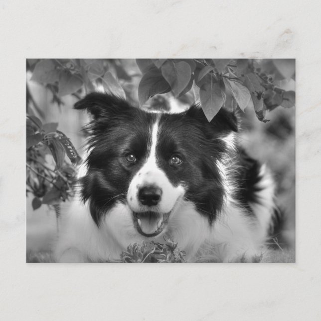 Postal Perro doméstico jugando en un bosque frondoso (Anverso)