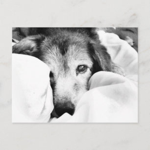 Postal perro dormido en la cama abrazo negro blanco