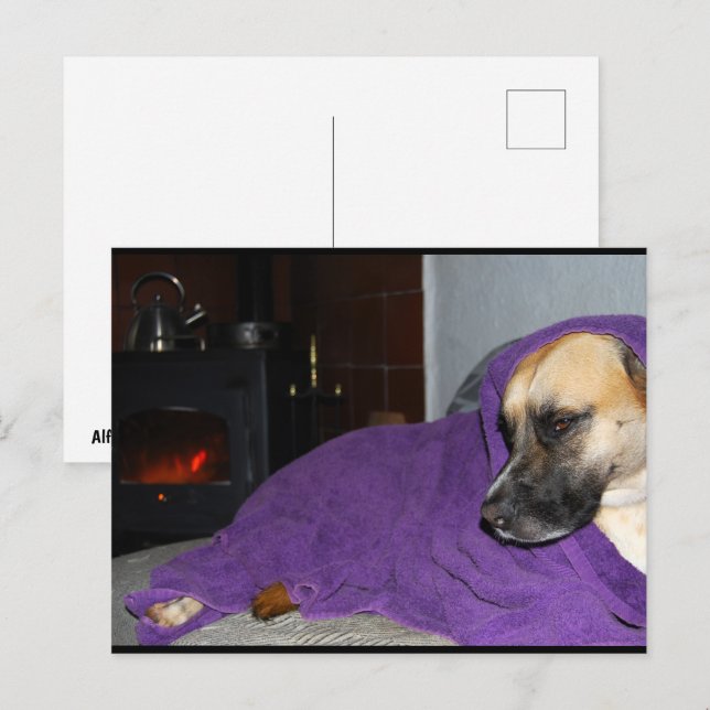Postal Perro dormido junto a la chimenea (Anverso / Reverso)