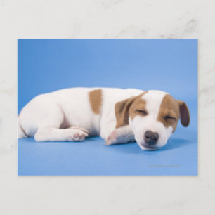 Postal Perro durmiendo