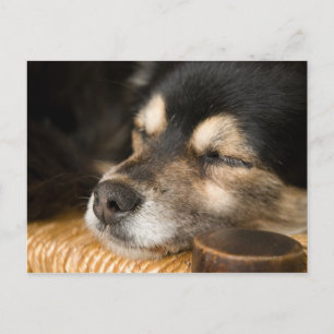 Postal Perro durmiendo 2