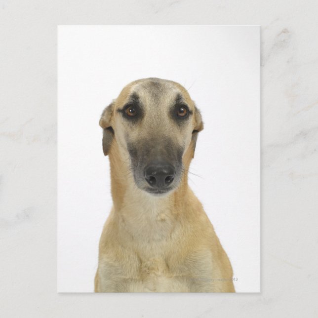 Postal Perro en blanco 41 (Anverso)