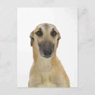 Postal Perro en blanco 41
