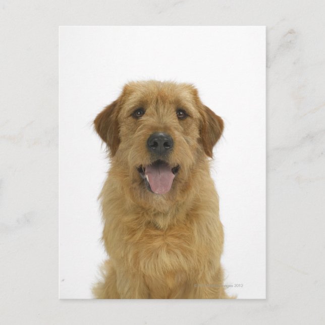 Postal Perro en blanco 44 (Anverso)