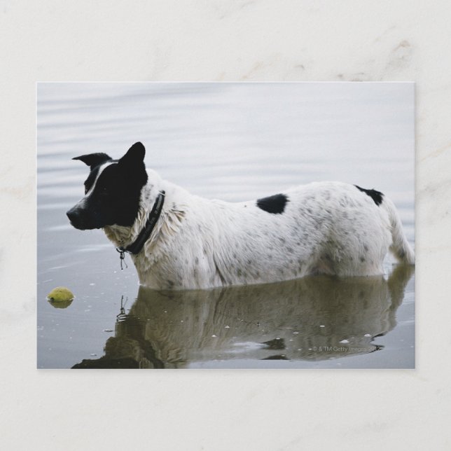 Postal Perro en el agua con bolas de tenis (Anverso)