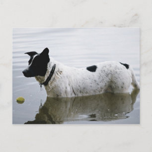 Postal Perro en el agua con bolas de tenis