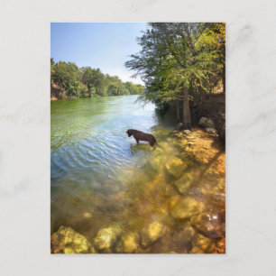 Postal Perro en el lago Ladybird - Centro de Austin Texas