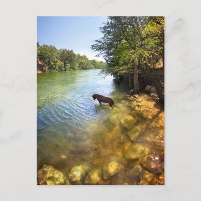 Postal Perro en el lago Ladybird - Centro de Austin Texas (Anverso)