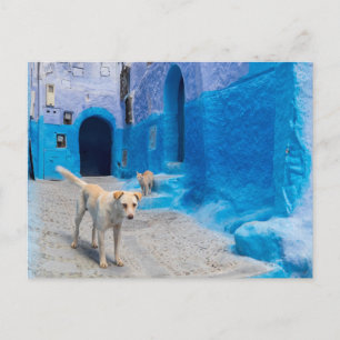 Postal Perro en la Ciudad Azul