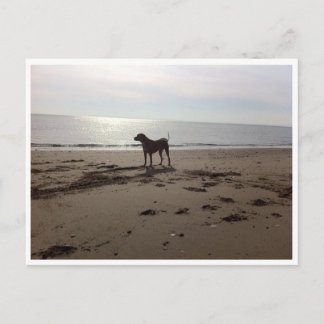 Postal Perro en la playa