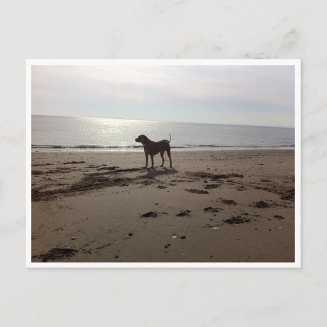 Postal Perro en la playa (Anverso)