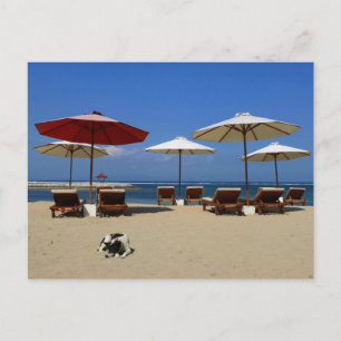 Postal Perro en la playa