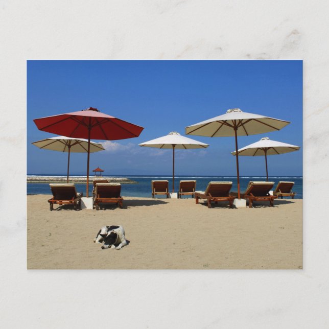 Postal Perro en la playa (Anverso)