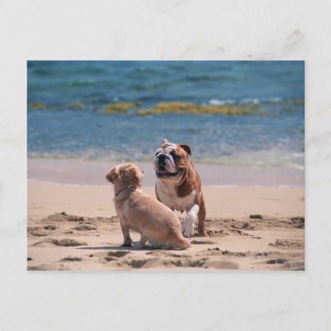 Postal Perro en la playa de Sandy (Anverso)