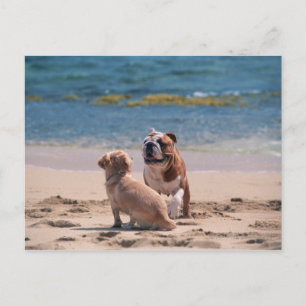 Postal Perro en la playa de Sandy