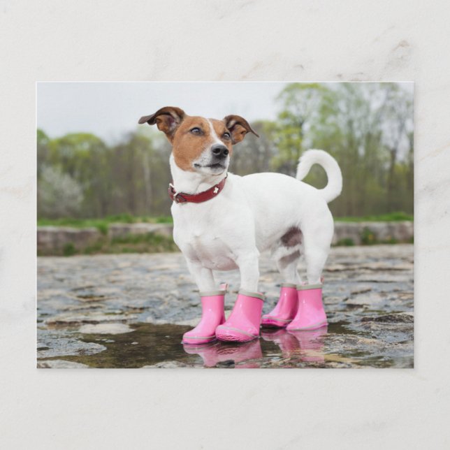 Postal Perro En Lluvia (Anverso)