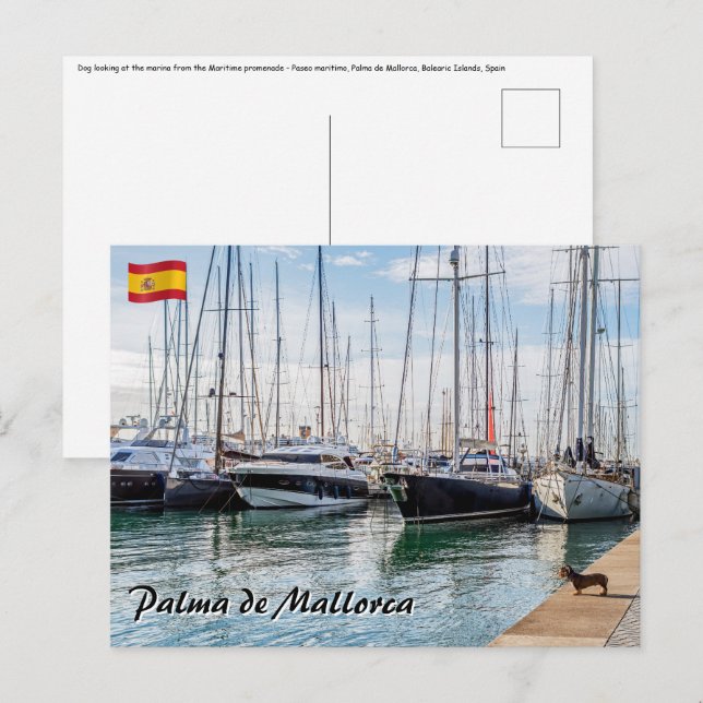 Postal Perro en Paseo marítimo - Palma de Mallorca (Anverso / Reverso)