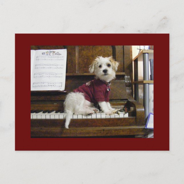 Postal Perro en piano (Anverso)