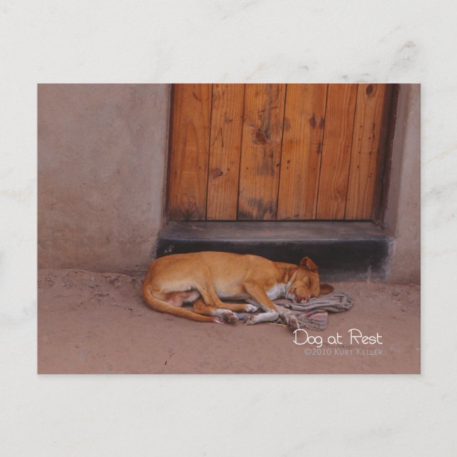 Postal Perro en reposo (Anverso)
