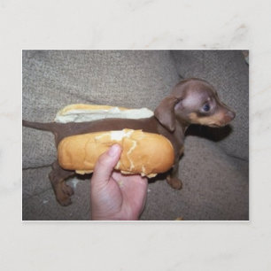 Postal Perro en un bollo