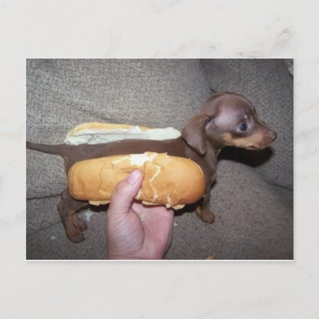 Postal Perro en un bollo (Anverso)