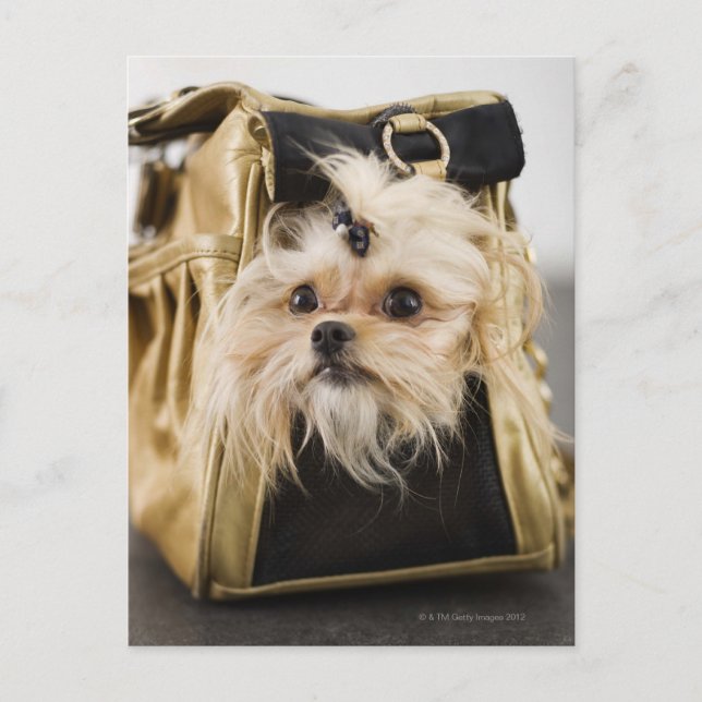Postal Perro en un bolso (Anverso)