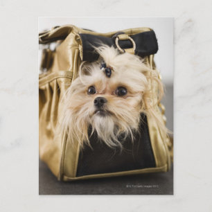 Postal Perro en un bolso
