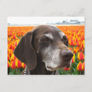 Postal perro en un campo de tulipán