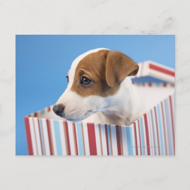 Postal Perro en una caja de regalos (Anverso)