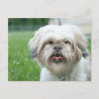 Postal Perro escrufado