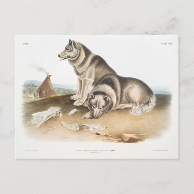 Postal Perro esquimaux (Canis familiaris) de América del  (Anverso)