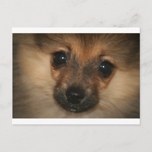 Postal Perro fantasma (Anverso)