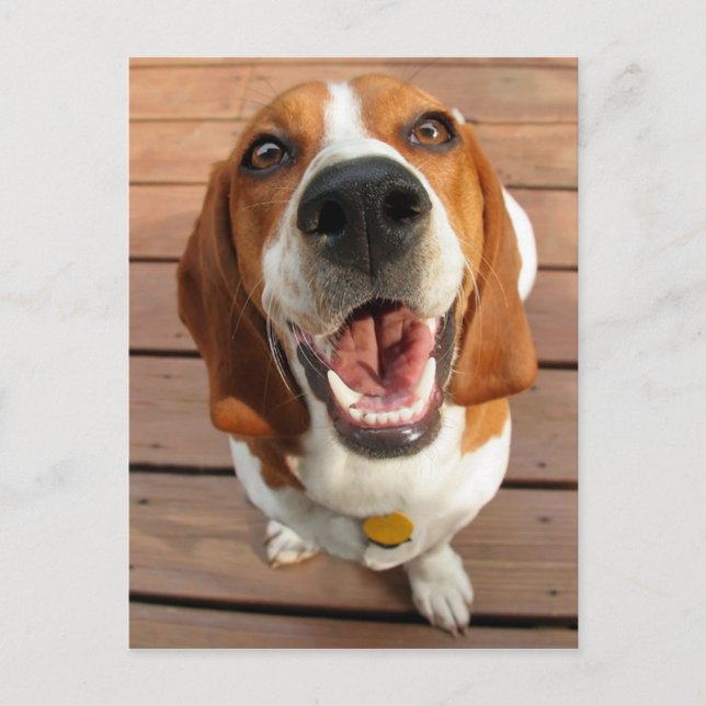 Postal Perro feliz (Anverso)