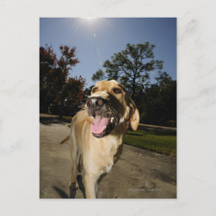 Postal Perro feliz corriendo por ahí haciendo ejercicio a