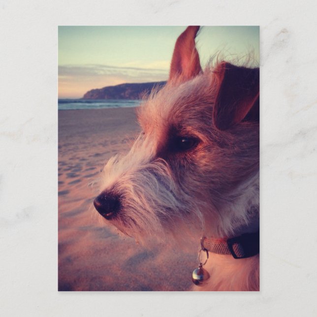 Postal Perro Frente A La Playa (Anverso)