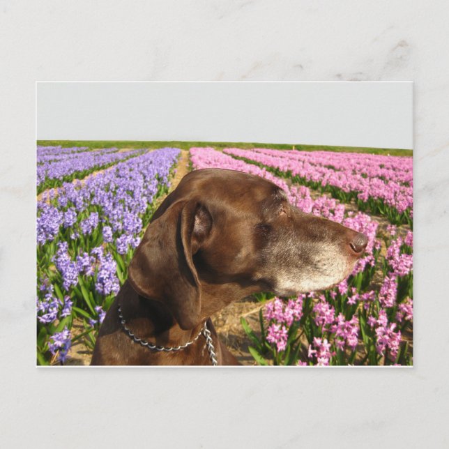 Postal perro frente a un campo de flores de primavera (Anverso)