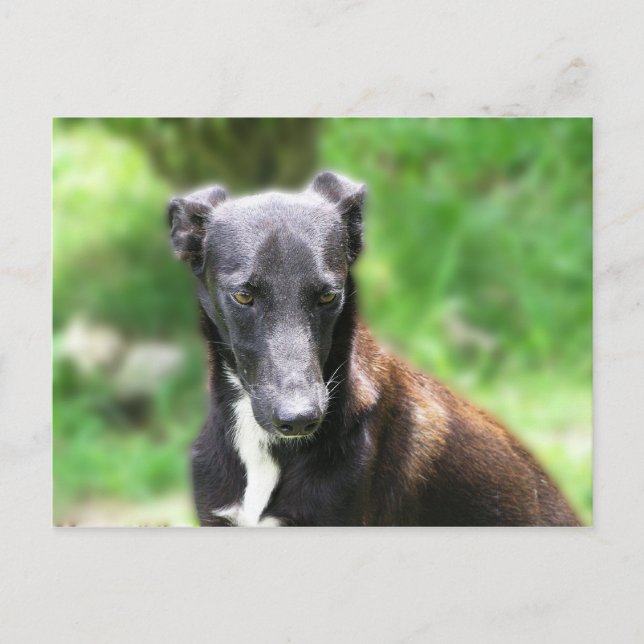 Postal Perro Galgo Gris y Blanco (Anverso)