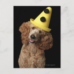 Postal Perro Golden Poodle con gorra de payaso amarillo