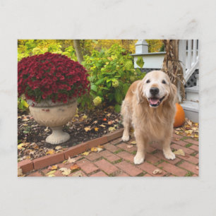 Postal Perro Golden Retriever y Paisaje de Otoño Día de A